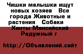   Чишки-малышки ищут новых хозяев - Все города Животные и растения » Собаки   . Ханты-Мансийский,Радужный г.